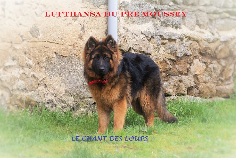 Lufthansa Du pré moussey